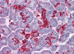 Immunohistochemistry (Formalin/PFA-fixed paraffin-embedded sections) - Anti-Abhd5/CGI-58 antibody (AB111984)