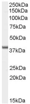 Western blot - Anti-Abhd5/CGI-58 antibody (AB59488)