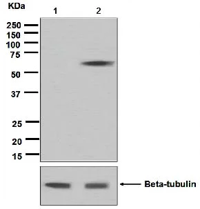 Western blot - Anti-Abi-1 (phospho Y435) antibody [EP3954] - BSA and Azide free (AB247847)