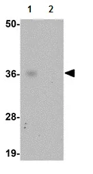 Western blot - Anti-ABIN3 antibody (AB113748)