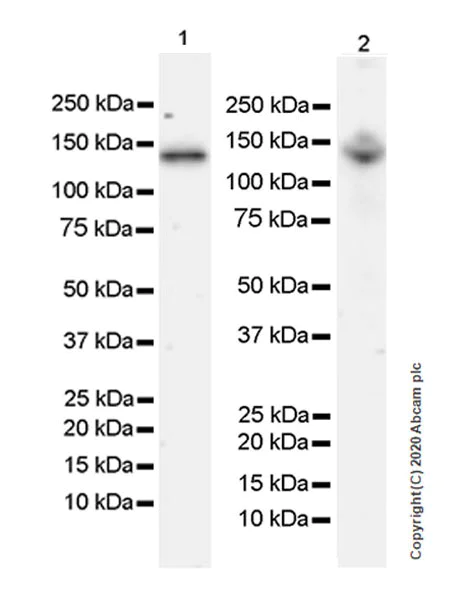 Western blot - Anti-ABL1 antibody [EPR23406-32] (AB254341)