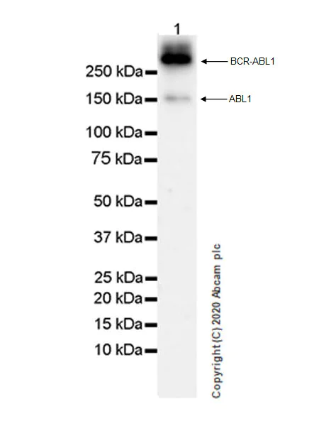 Western blot - Anti-ABL1 antibody [EPR23406-32] (AB254341)