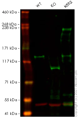 Western blot - Anti-ABL1 antibody [EPR23406-32] - BSA and Azide free (AB272701)