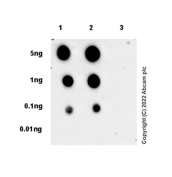 Dot Blot - Anti-ABL1 (phospho Y245) antibody [EPR25807-101A] - BSA and Azide free (AB307143), expandable thumbnail