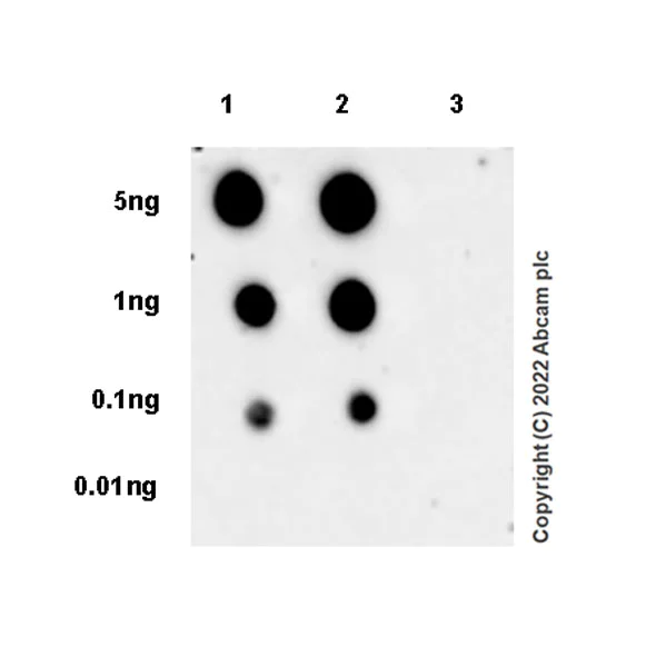 Dot Blot - Anti-ABL1 (phospho Y245) antibody [EPR25807-101A] - BSA and Azide free (AB307143)