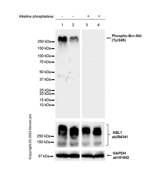 Western blot - Anti-ABL1 (phospho Y245) antibody [EPR25807-101A] - BSA and Azide free (AB307143)