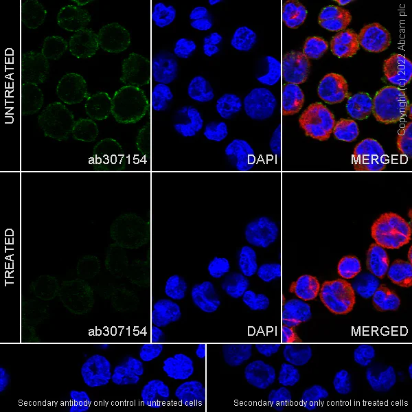 Immunocytochemistry/ Immunofluorescence - Anti-ABL1 (phospho Y412) antibody [EPR25808-91] (AB307154)