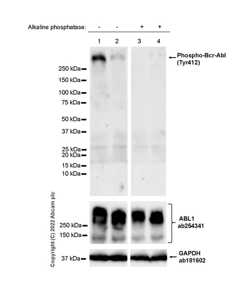 Western blot - Anti-ABL1 (phospho Y412) antibody [EPR25808-91] (AB307154)