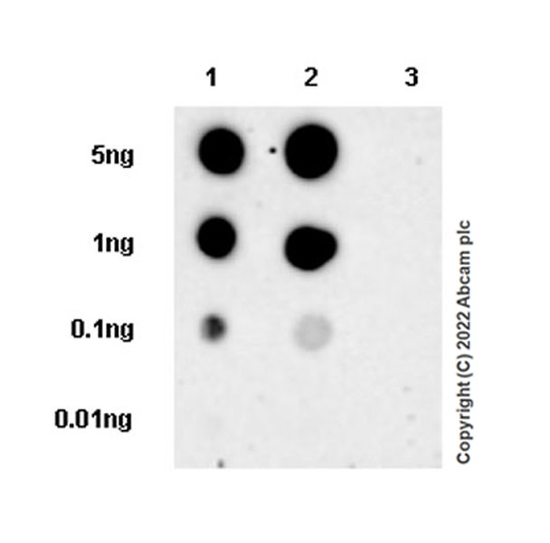 Dot Blot - Anti-ABL1 (phospho Y412) antibody [EPR25808-91] - BSA and Azide free (AB307155), expandable thumbnail