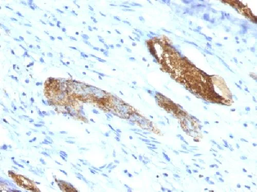 Immunohistochemistry (Formalin/PFA-fixed paraffin-embedded sections) - Anti-ABO antibody [33C13] - BSA and Azide free (AB212418)