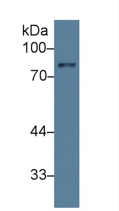 Western blot - Anti-ABP1 antibody (AB231147)