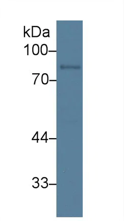 Western blot - Anti-ABP1 antibody (AB231147)