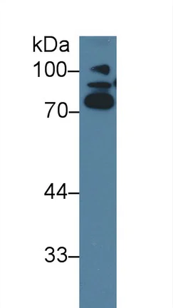 Western blot - Anti-ABP1 antibody (AB231147)