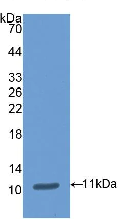 Western blot - Anti-ABP1 antibody (AB231147)