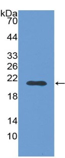 Western blot - Anti-ABP1 antibody (AB231541)