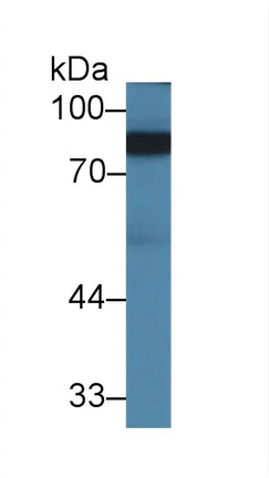 Western blot - Anti-ABP1 antibody (AB231541)