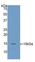 Western blot - Anti-ABP1 antibody (AB231558), expandable thumbnail