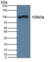 Western blot - Anti-ABP1 antibody (AB231558)