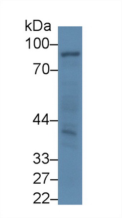 Western blot - Anti-ABP1 antibody (AB231605), expandable thumbnail