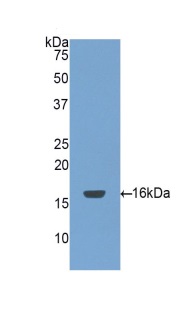 Western blot - Anti-ABP1 antibody (AB231605), expandable thumbnail