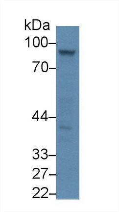 Western blot - Anti-ABP1 antibody (AB231605), expandable thumbnail