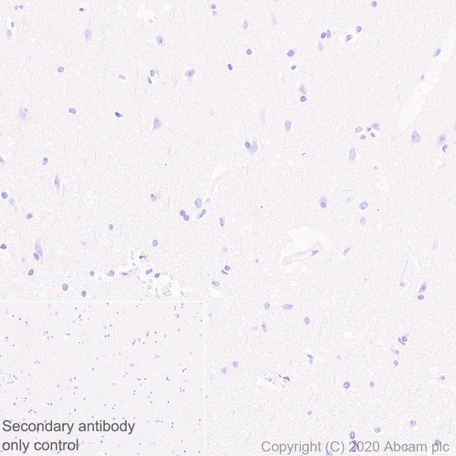 Immunohistochemistry (Formalin/PFA-fixed paraffin-embedded sections) - Anti-ABP1 antibody [EPR24299-52] (AB278497), expandable thumbnail