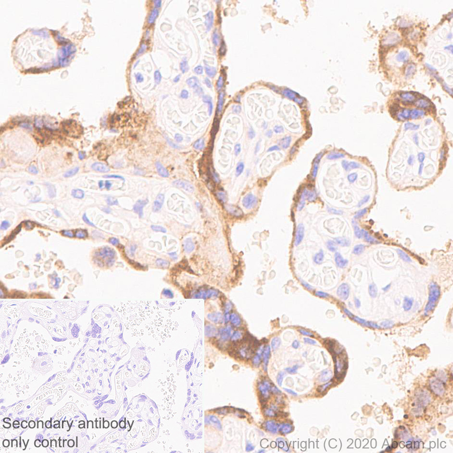 Immunohistochemistry (Formalin/PFA-fixed paraffin-embedded sections) - Anti-ABP1 antibody [EPR24299-52] (AB278497), expandable thumbnail