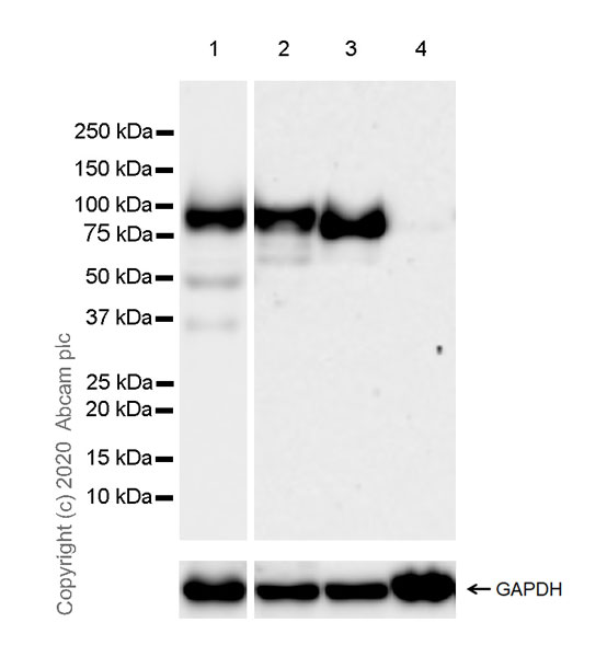 Western blot - Anti-ABP1 antibody [EPR24299-52] (AB278497), expandable thumbnail