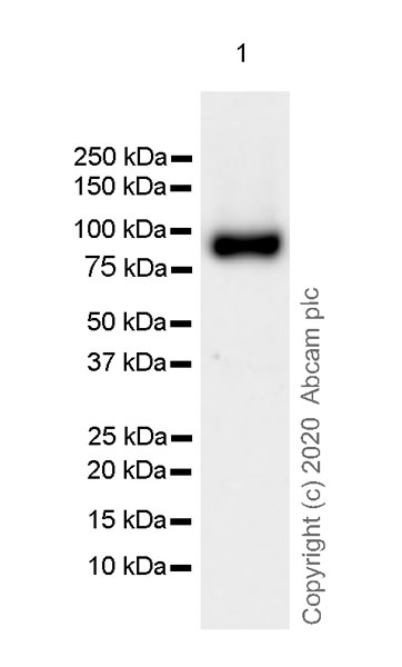 Western blot - Anti-ABP1 antibody [EPR24299-52] (AB278497), expandable thumbnail