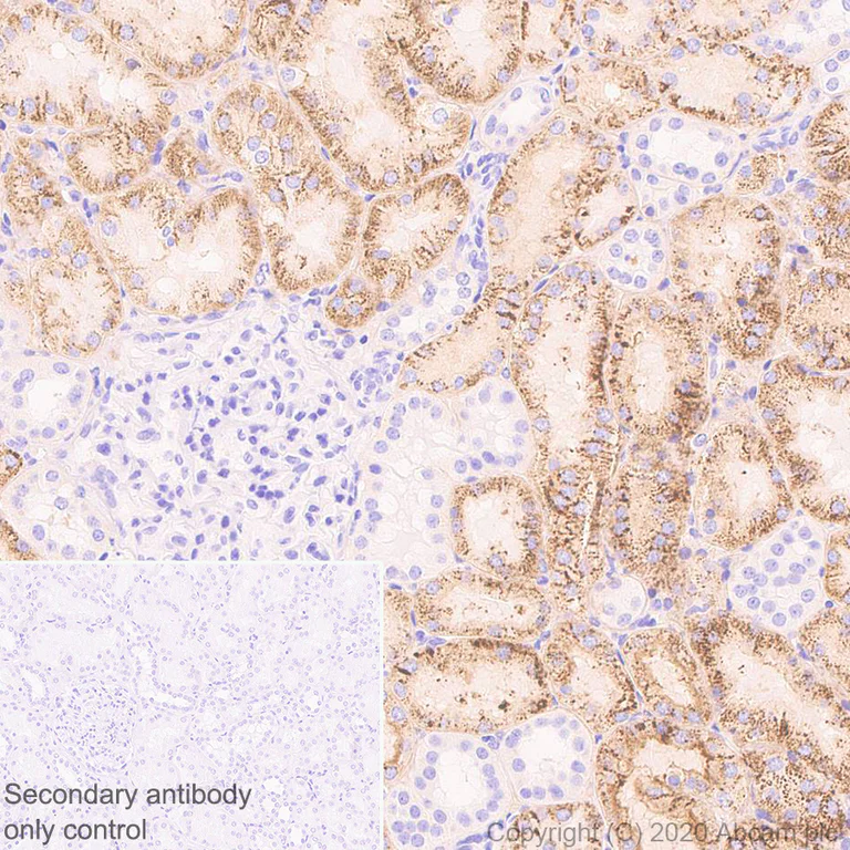Immunohistochemistry (Formalin/PFA-fixed paraffin-embedded sections) - Anti-ABP1 antibody [EPR24299-52] - BSA and Azide free (AB278501)