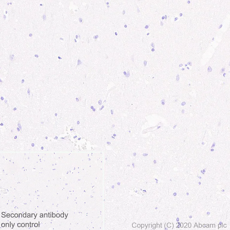 Immunohistochemistry (Formalin/PFA-fixed paraffin-embedded sections) - Anti-ABP1 antibody [EPR24299-52] - BSA and Azide free (AB278501)