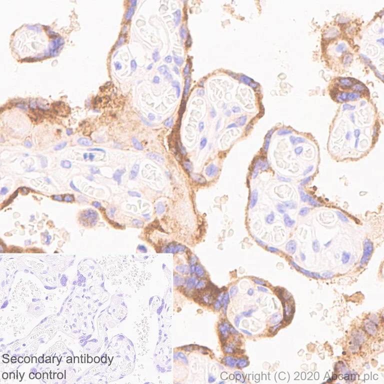 Immunohistochemistry (Formalin/PFA-fixed paraffin-embedded sections) - Anti-ABP1 antibody [EPR24299-52] - BSA and Azide free (AB278501)