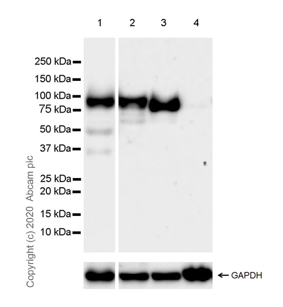 Western blot - Anti-ABP1 antibody [EPR24299-52] - BSA and Azide free (AB278501)