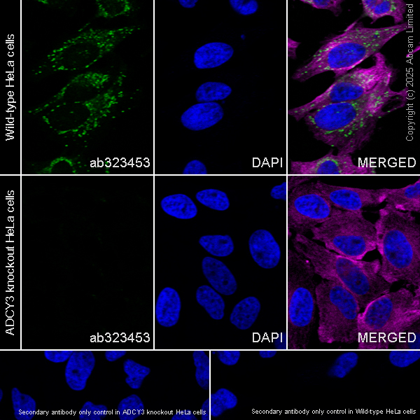 Immunocytochemistry/ Immunofluorescence - Anti-AC3 antibody [EPR28777-12] (AB323453), expandable thumbnail