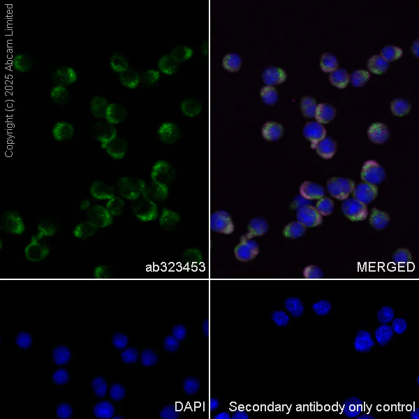 Immunocytochemistry/ Immunofluorescence - Anti-AC3 antibody [EPR28777-12] (AB323453)