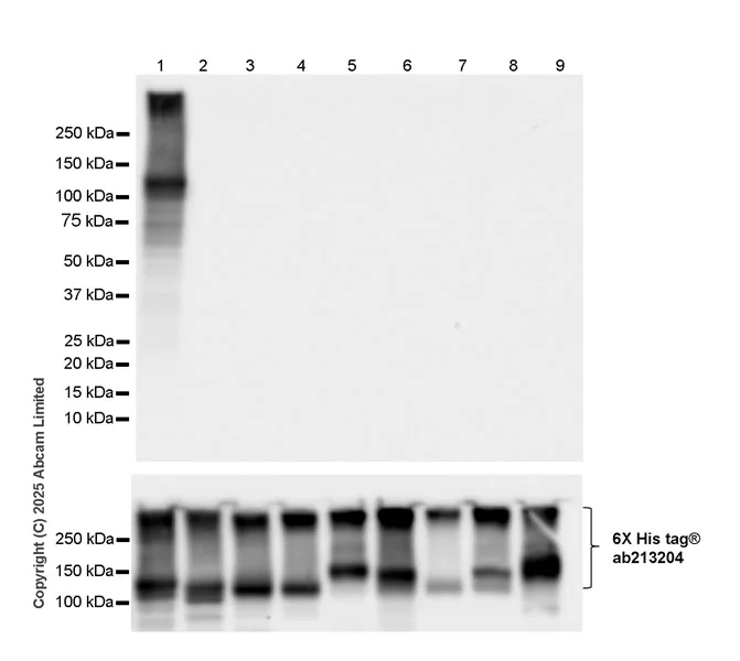 Western blot - Anti-AC3 antibody [EPR28777-12] (AB323453)