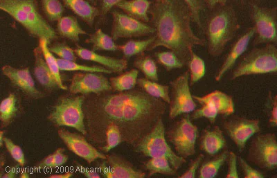 Immunocytochemistry/ Immunofluorescence - Anti-AC5 antibody (AB66037)
