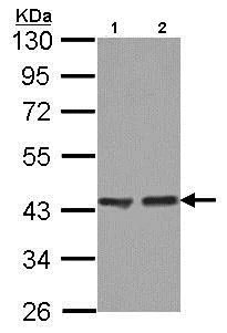 Western blot - Anti-ACAA1/Beta-ketothiolase antibody (AB154091)