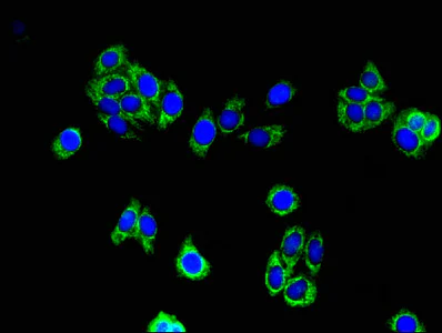 Immunocytochemistry/ Immunofluorescence - Anti-ACAA2 antibody (AB237540)