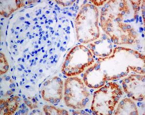 Immunohistochemistry (Formalin/PFA-fixed paraffin-embedded sections) - Anti-ACAA2 antibody [EPR6732(2)] - BSA and Azide free (AB248228)