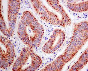 Immunohistochemistry (Formalin/PFA-fixed paraffin-embedded sections) - Anti-ACAA2 antibody [EPR6733] - BSA and Azide free (AB248216)