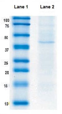 Immunoprecipitation - Anti-ACADL/LCAD antibody [7F5DD6] (AB128566)