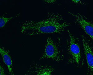Immunocytochemistry/ Immunofluorescence - Anti-ACADM/MCAD antibody [3B7BH7] (AB110296), expandable thumbnail