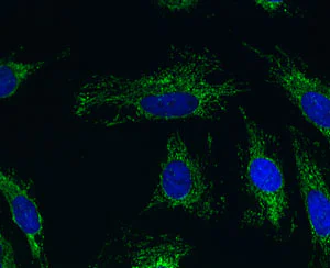 Immunocytochemistry/ Immunofluorescence - Anti-ACADM/MCAD antibody [3B7BH7] (AB110296)