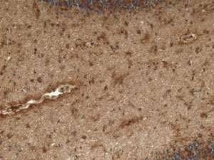 Immunohistochemistry (Formalin/PFA-fixed paraffin-embedded sections) - Anti-ACADM/MCAD antibody [3B7BH7] (AB110296), expandable thumbnail