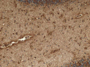 Immunohistochemistry (Formalin/PFA-fixed paraffin-embedded sections) - Anti-ACADM/MCAD antibody [3B7BH7] (AB110296)