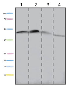 Western blot - Anti-ACADM/MCAD antibody [3B7BH7] (AB110296), expandable thumbnail