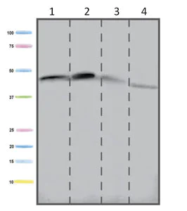 Western blot - Anti-ACADM/MCAD antibody [3B7BH7] (AB110296)
