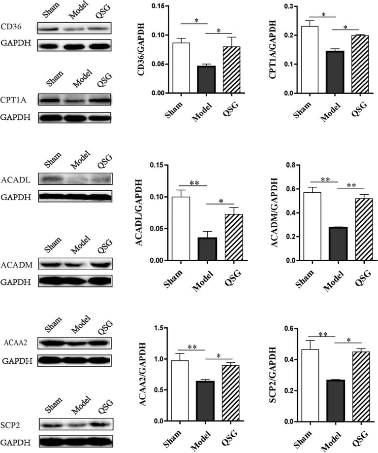 Western blot - Anti-ACADM/MCAD antibody [3B7BH7] (AB110296)