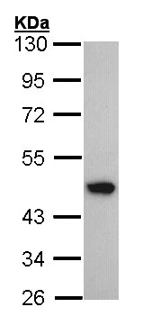 Western blot - Anti-ACADM/MCAD antibody (AB152115)